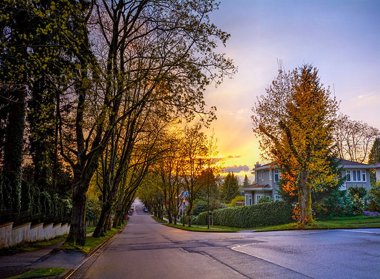 photo of view of street lined with trees at sunset
